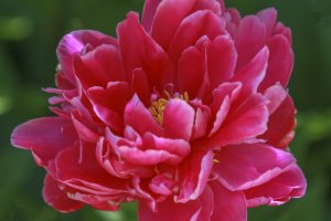 0 Tree Peony Bloom.jpg