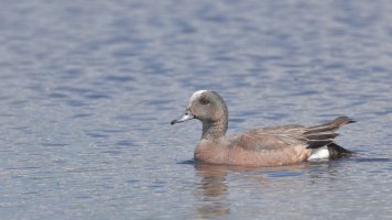 American wigeon 1st yr M_14796.JPG