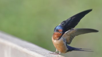 Barn swallow_14938.JPG