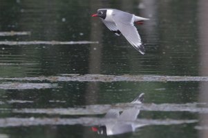 Franklin's gull_15163.JPG