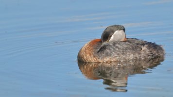 Red-necked grebe_15020.JPG