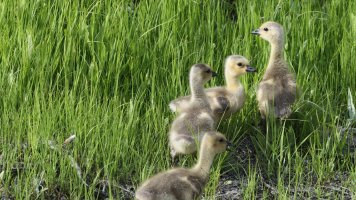 Ducklings_15181.JPG
