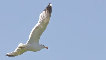 Herring Gull_14813.JPG