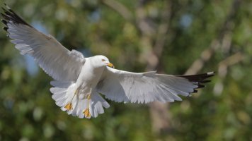Ring-billed Gull_15042.JPG