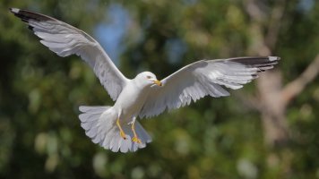 Ring-billed Gull_15041.JPG