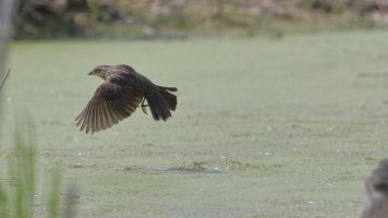 RW blackbird_F_15175.JPG