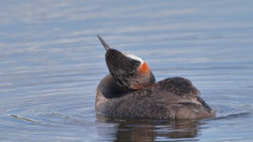 Red-necked grebe_14926.JPG