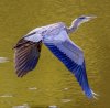 0 Great Blue Heron.jpg