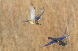 0 Wood Duck Pair in Flight.jpg