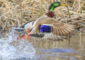 0 Mallard Escape.jpg