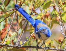 0 Blue Jay-Small.jpg