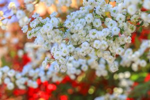 0 Bridal Wreath Shrub.jpg
