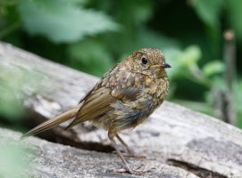 juvenile_robin_2B4A3775_DxO_small.jpg