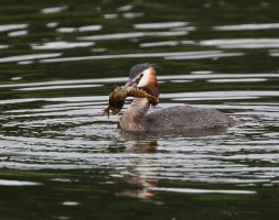 greatcrestedgrebe+crayfish_2B4A3799_DxO.jpg