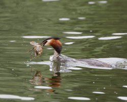 greatcrestedgrebe+crayfish_2B4A3812_DxO.jpg
