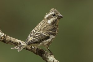 purple finch-female-on branch-EA7G0856-Recovered.jpg