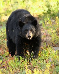 Yellowstone--09-2009 015.jpg
