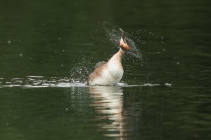 MY8A9682 Grebe washing-101.JPG