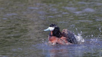 Ruddy duck_14969.JPG