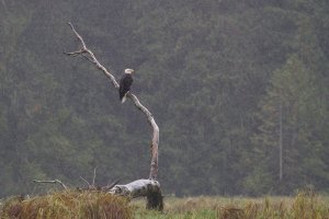 6817 Bald Eagle-101.JPG