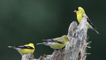 Goldfinches 3_15328.JPG