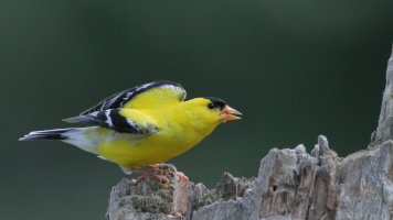 Goldfinch M_s_15597.JPG