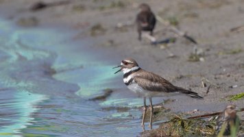 Killdeer_s_16040.JPG