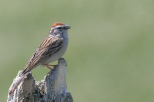 Chipping sparrow_s_15874.JPG