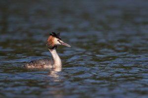 AE914173 Grebe-102.JPG