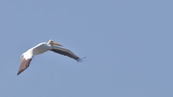 A W pelican_s_15957.JPG