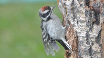 Downy woodpecker Im_s_15775.JPG