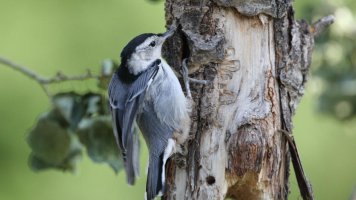 WB nuthatch_s_16255.JPG