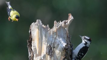 Goldfinch M and Downy_s_16632.JPG