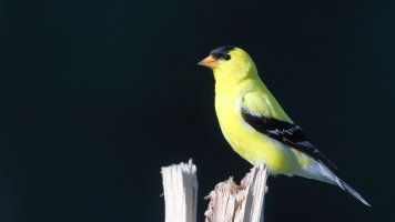 Goldfinch M_s_16572.JPG