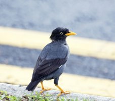 myna_3Q7A1845-DxO_mynacrossingroad_small.jpg