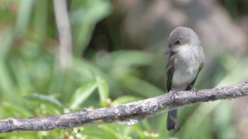 Least flycatcher_s_16787.JPG