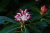 Rosebay Rhododendron 2.JPG