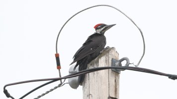 Her Choice Not Mine!_16846.JPG