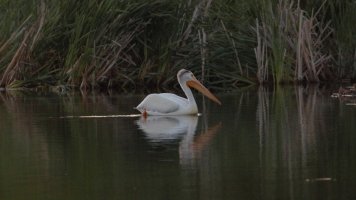 Pelican_16941.JPG