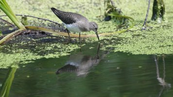Solitary sandpiper_s_17316.JPG