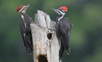Pileated daddy & girl_s_17496.JPG
