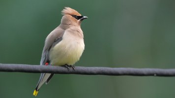 Cedar waxwing_s_17130.JPG