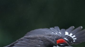 Half a Bird_17578.JPG