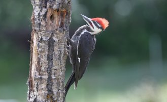 Pileated boy_s_17939.JPG