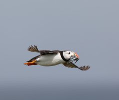 puffin+sandeels_2B4A4924-DxO.jpg