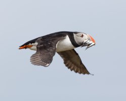 puffin+sandeels_2B4A5000-DxO.jpg