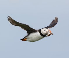 puffin+sandeels_2B4A5236-DxO.jpg