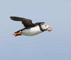 puffin+sandeels_2B4A5304-DxO.jpg