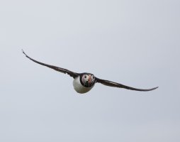puffins+sandeels_faceon2B4A5064_DxO_.jpg
