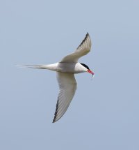 arctictern+fish_2B4A5191-DxO_vg.jpg